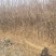 文冠果1公分苗文冠果原生苗量大河北千亩文冠果基地常年供应