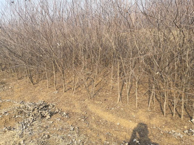 文冠果1公分苗文冠果原生苗量大河北千亩文冠果基地常年供应