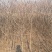 文冠果1公分苗文冠果原生苗量大河北千亩文冠果基地常年供应