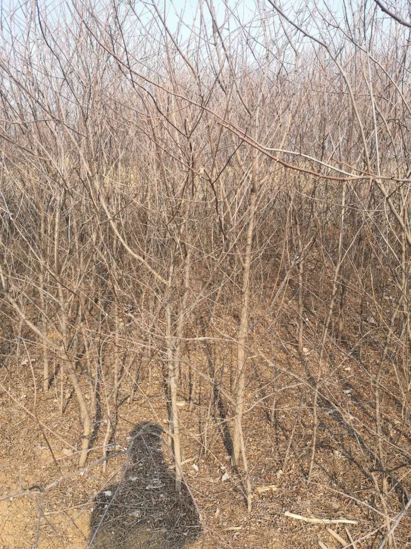 文冠果1公分苗文冠果原生苗量大河北千亩文冠果基地常年供应