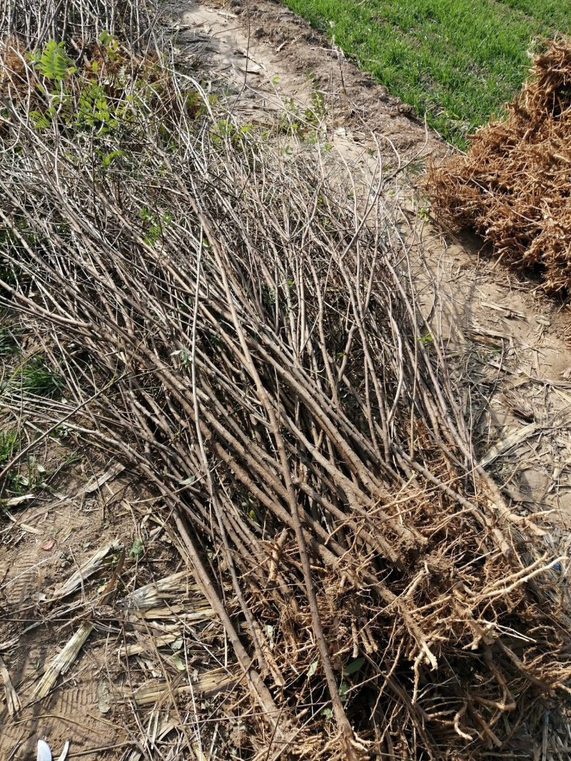 文冠果1公分苗文冠果原生苗量大河北千亩文冠果基地常年供应
