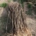 文冠果1公分苗文冠果原生苗量大河北千亩文冠果基地常年供应