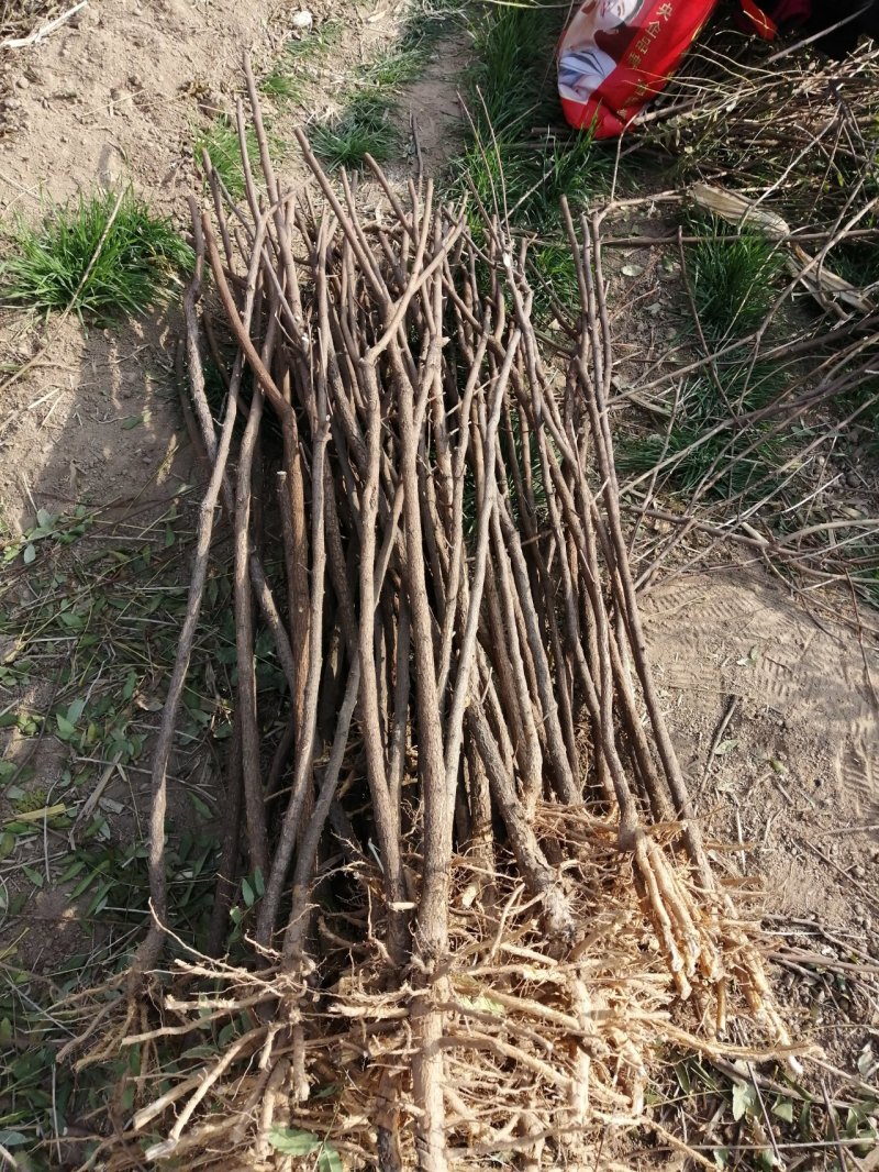文冠果1公分苗文冠果原生苗量大河北千亩文冠果基地常年供应