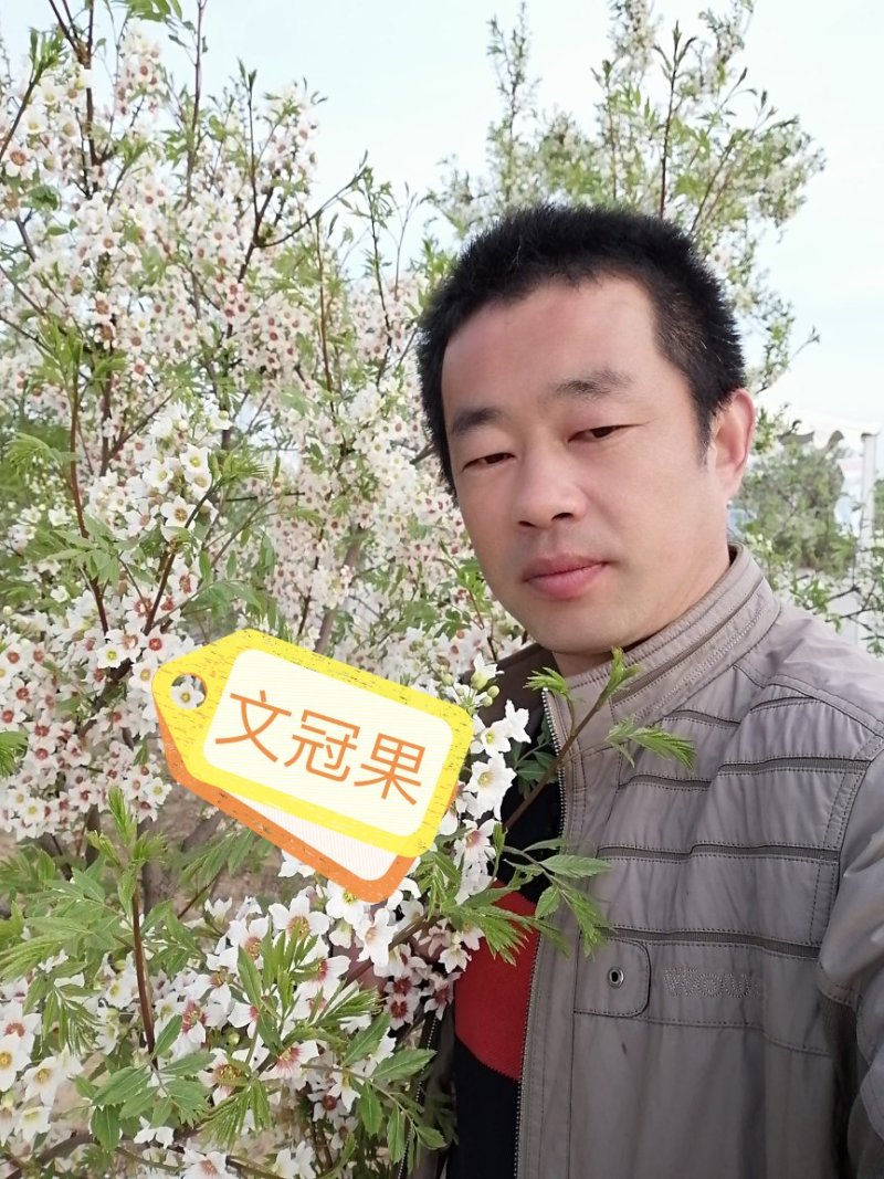 北京栾树7--10公分数量不多国槐量大国槐文冠果工程用