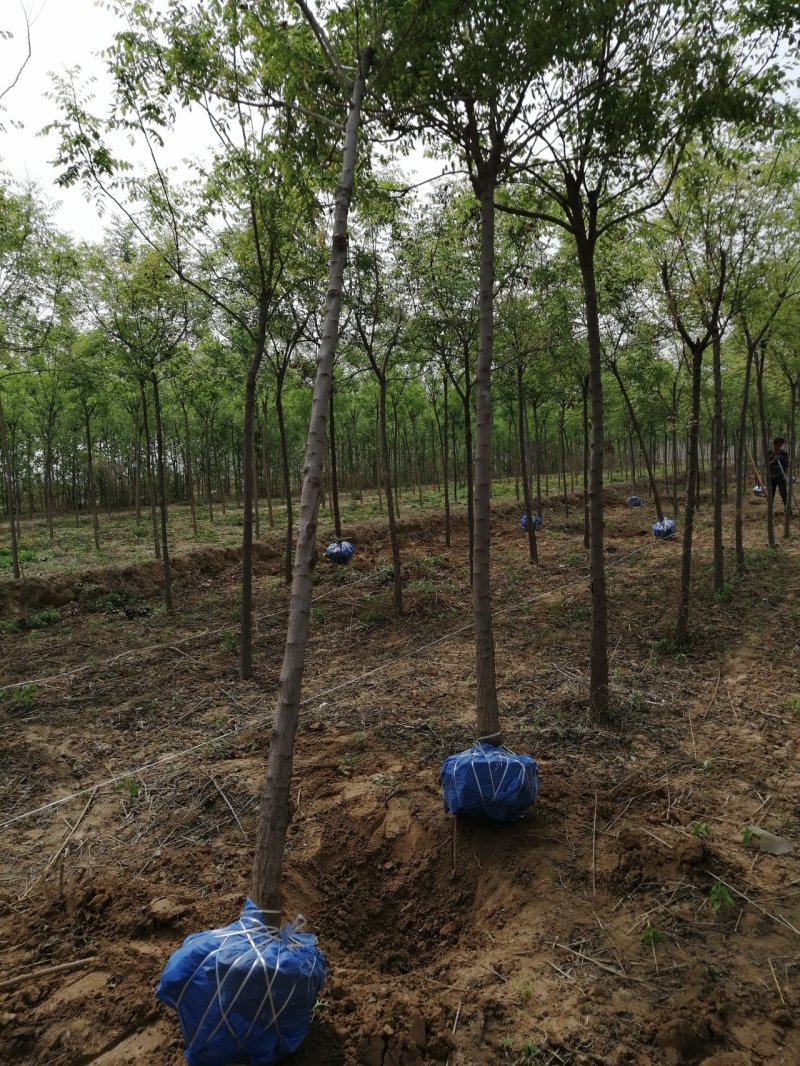 北京栾树7--10公分数量不多国槐量大国槐文冠果工程用