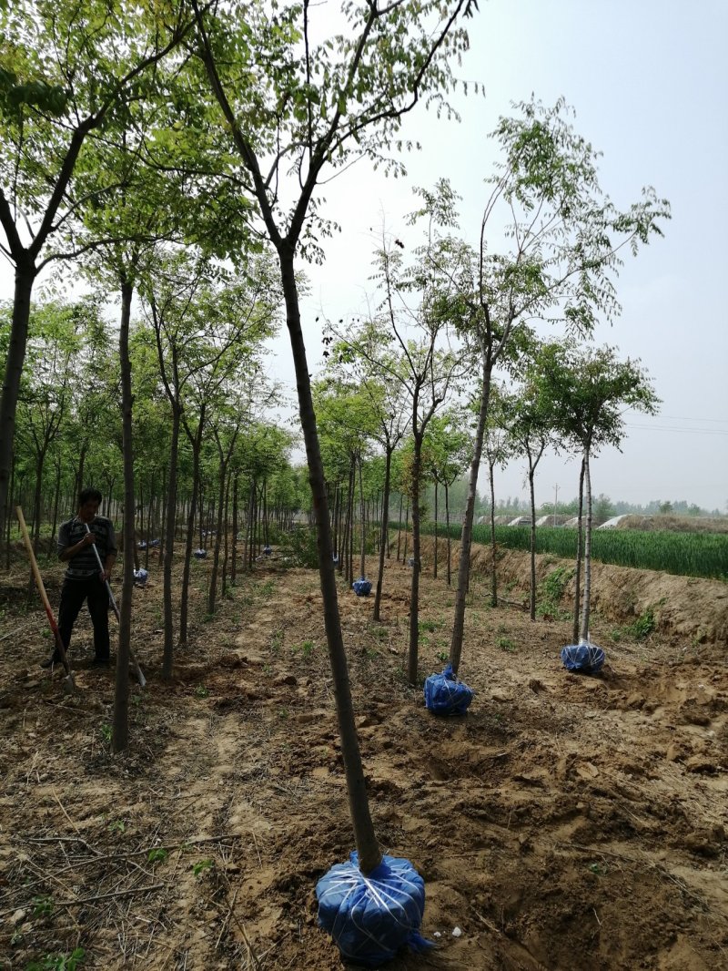 北京栾树7--10公分数量不多国槐量大国槐文冠果工程用