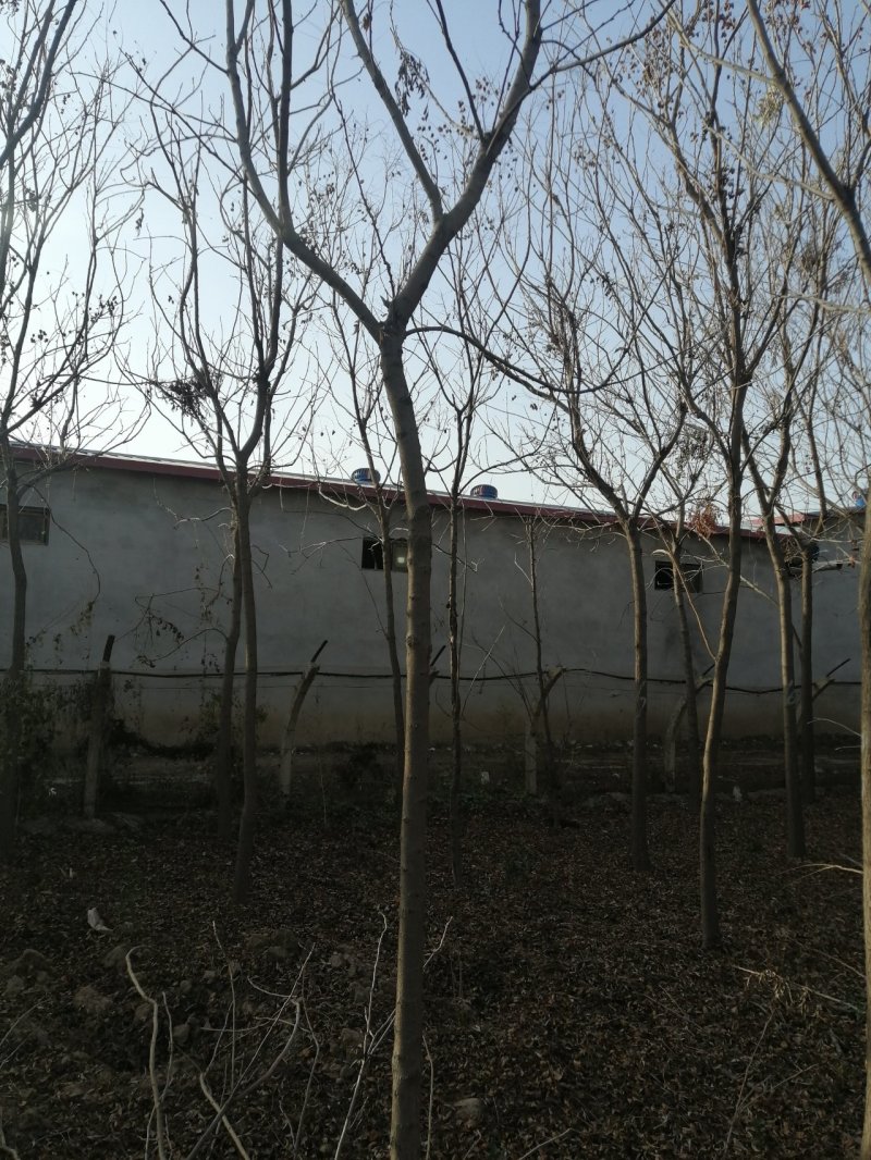 北京栾树7--10公分数量不多国槐量大国槐文冠果工程用