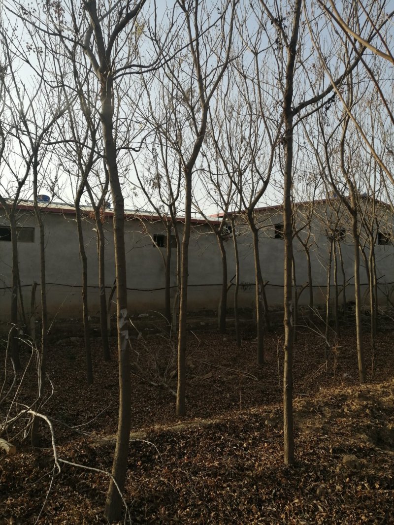 北京栾树7--10公分数量不多国槐量大国槐文冠果工程用