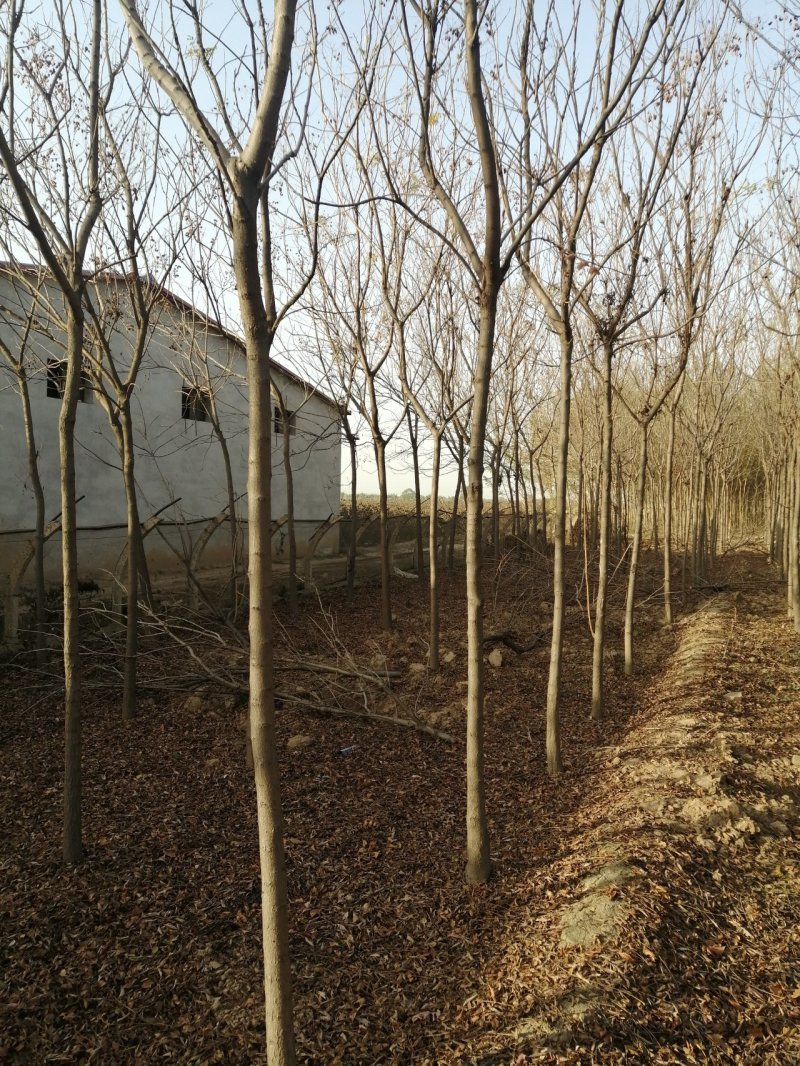 北京栾树7--10公分数量不多国槐量大国槐文冠果工程用