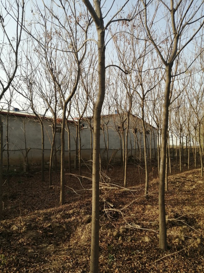 北京栾树7--10公分数量不多国槐量大国槐文冠果工程用