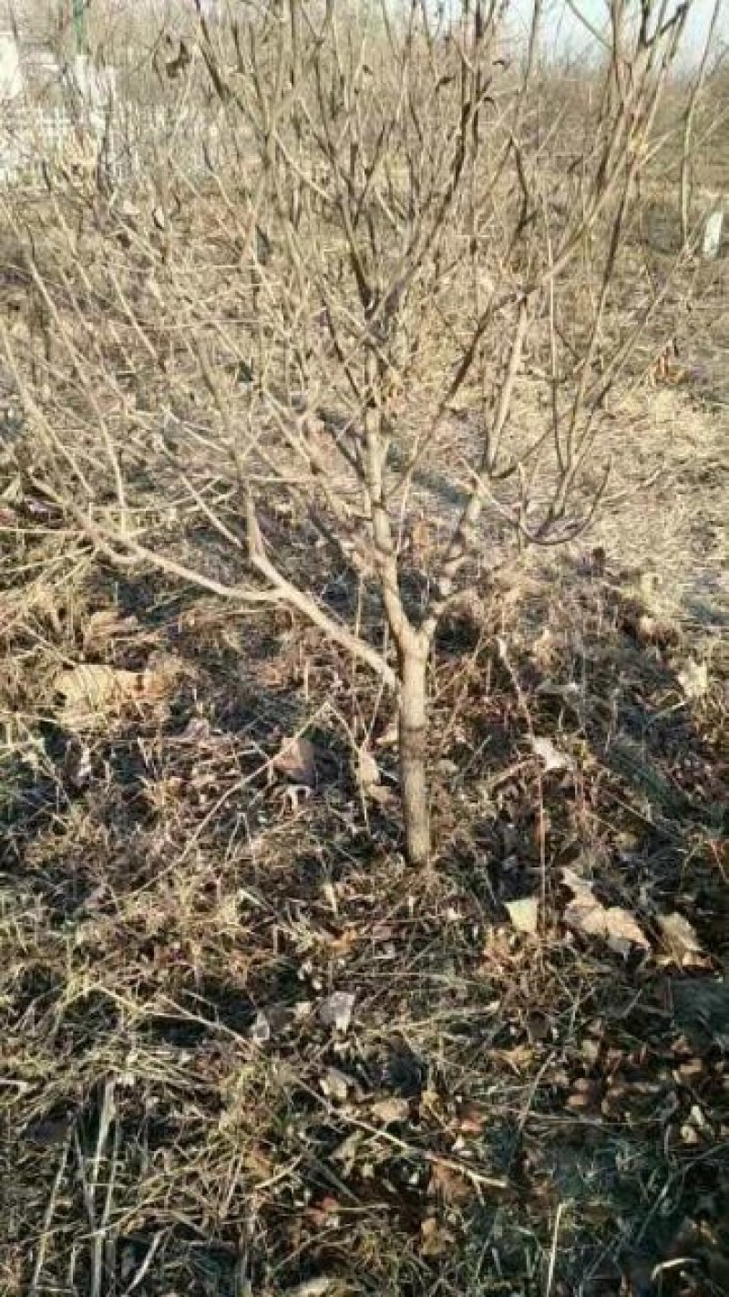 河北千亩文冠果基地精品文冠果树苗8～15公分量大