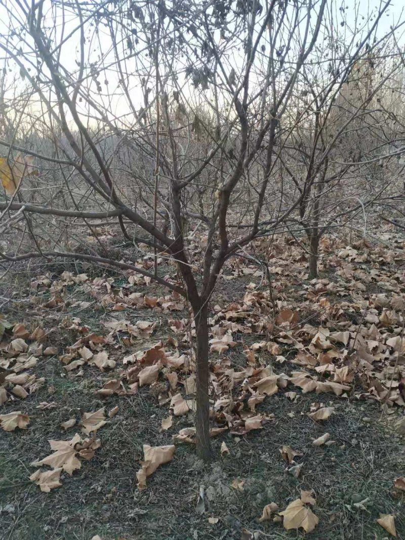 河北千亩文冠果基地精品文冠果树苗8～15公分量大