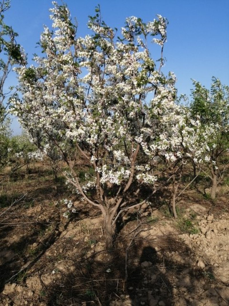 河北千亩文冠果基地精品文冠果树苗8～15公分量大