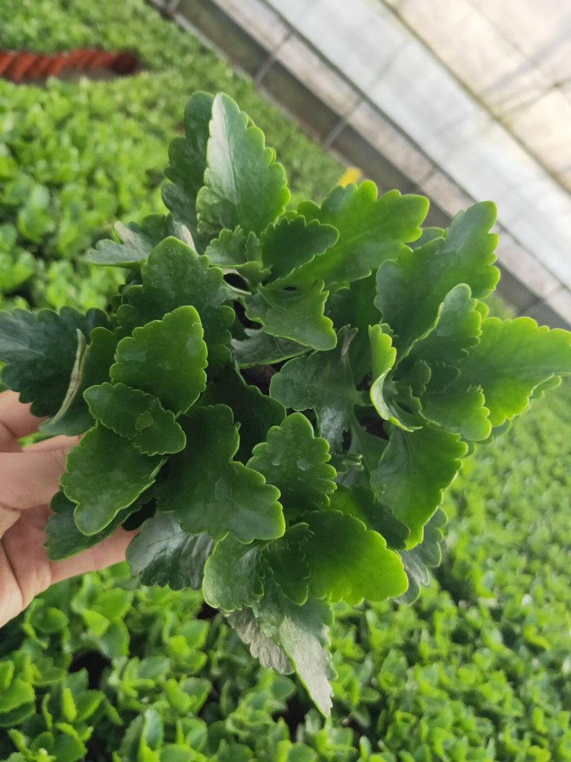 长寿花