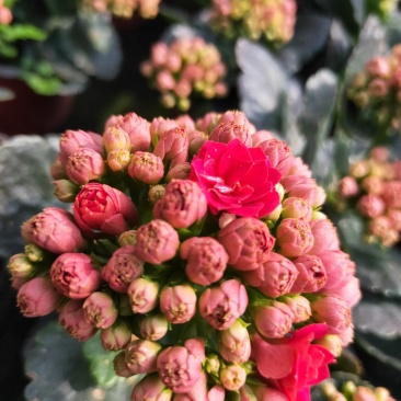 长寿花