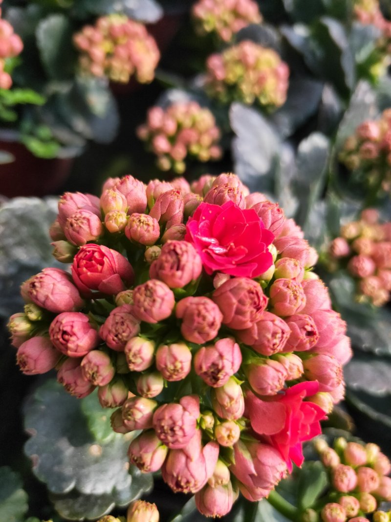 长寿花