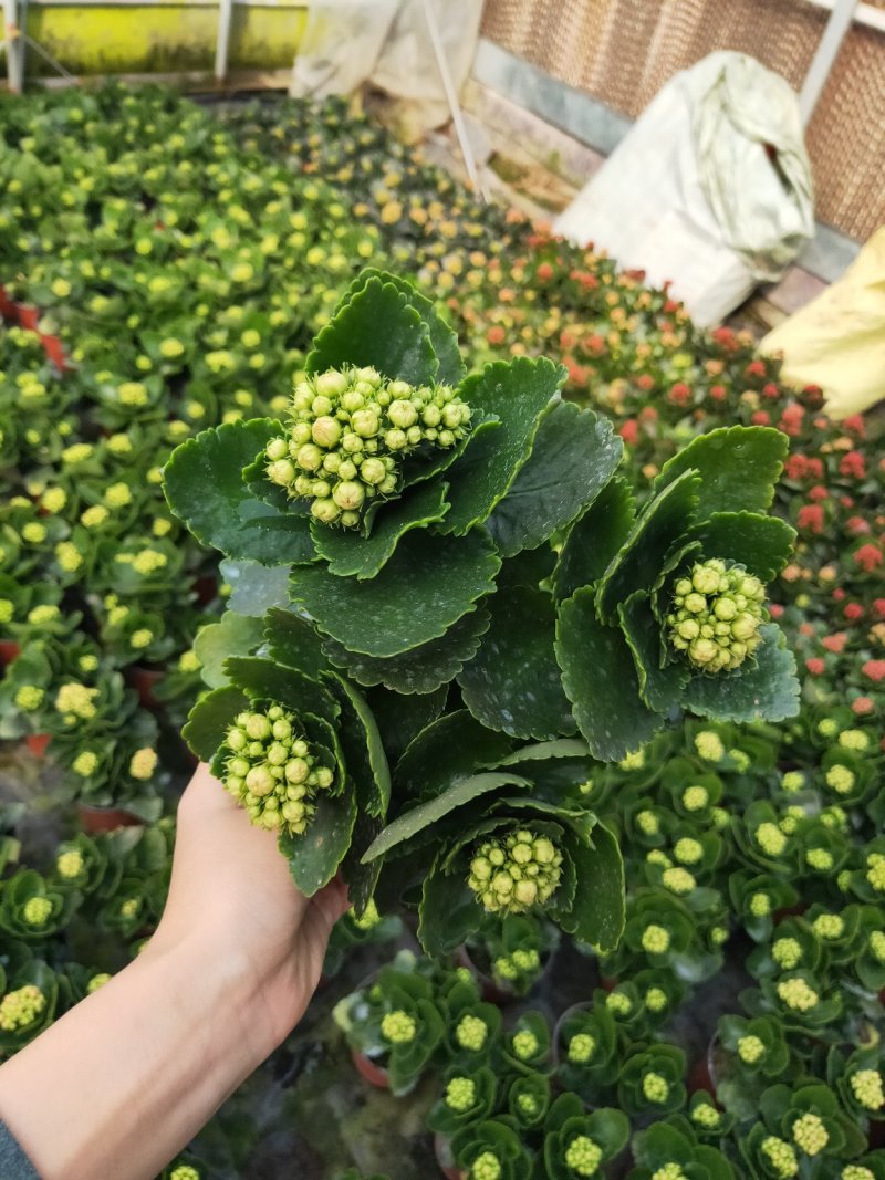 长寿花