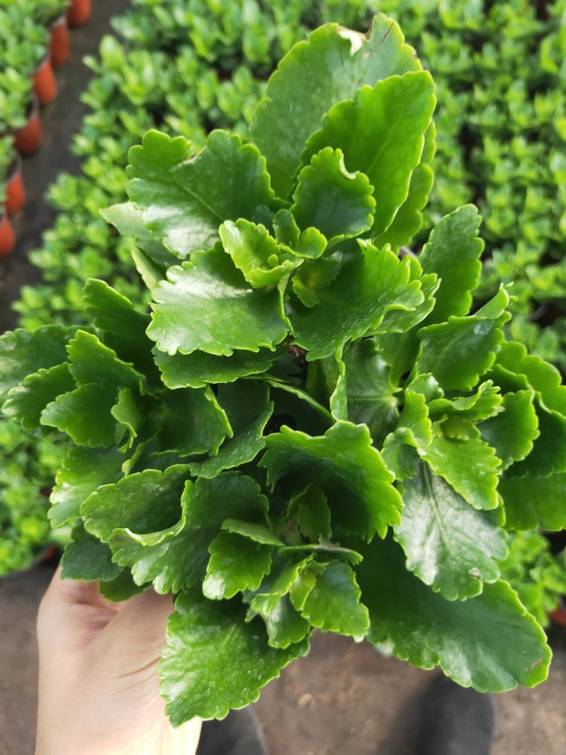 长寿花