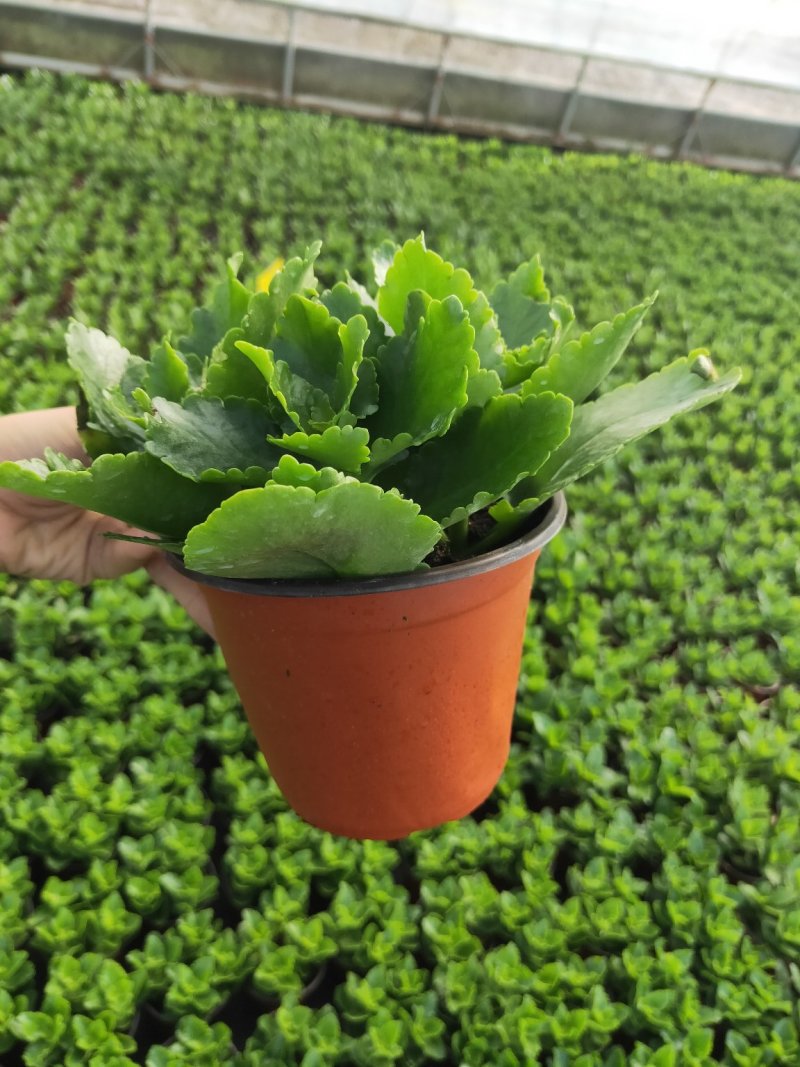 长寿花
