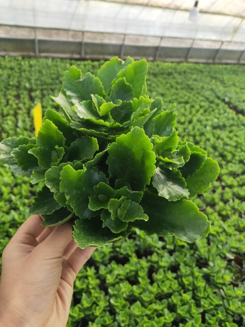 长寿花