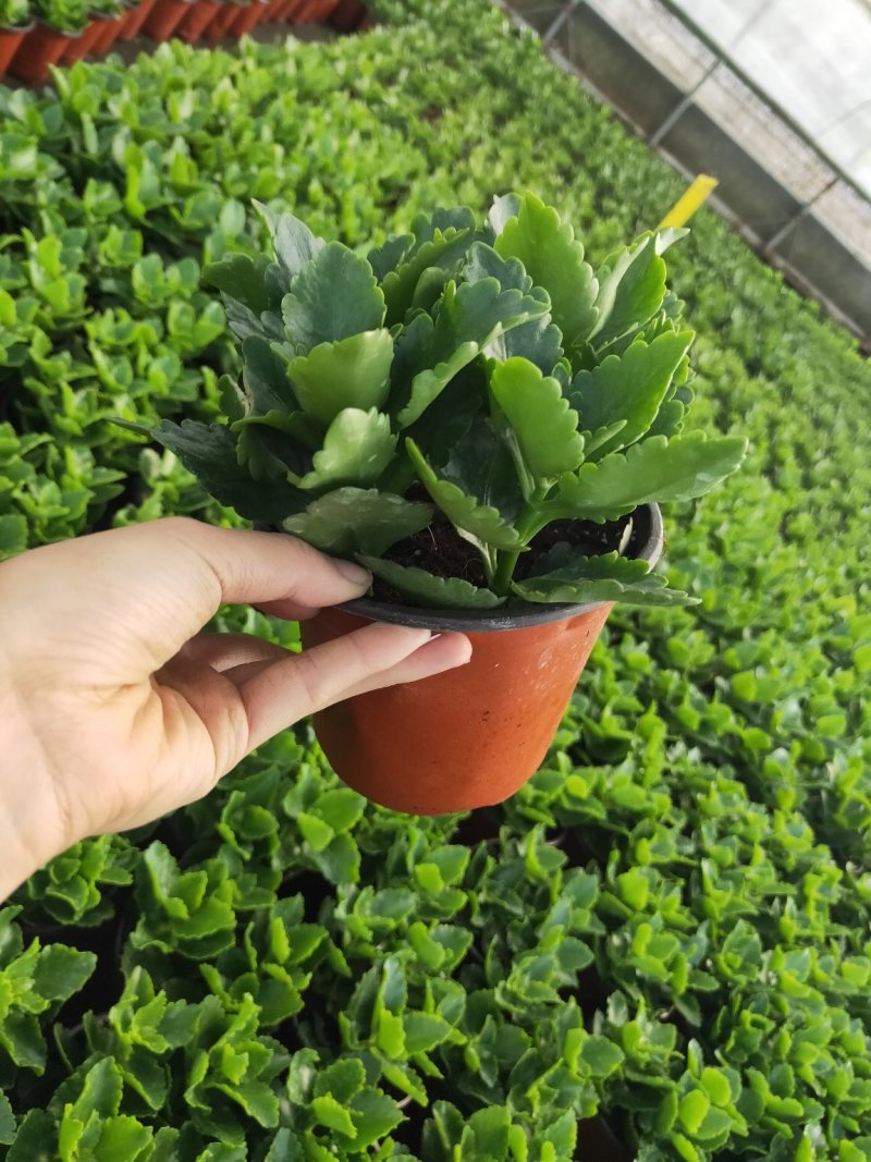 长寿花
