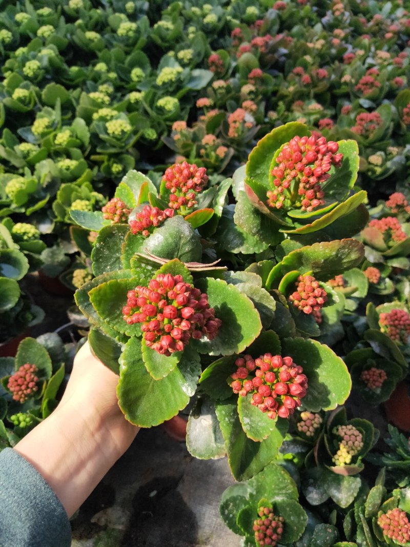 长寿花