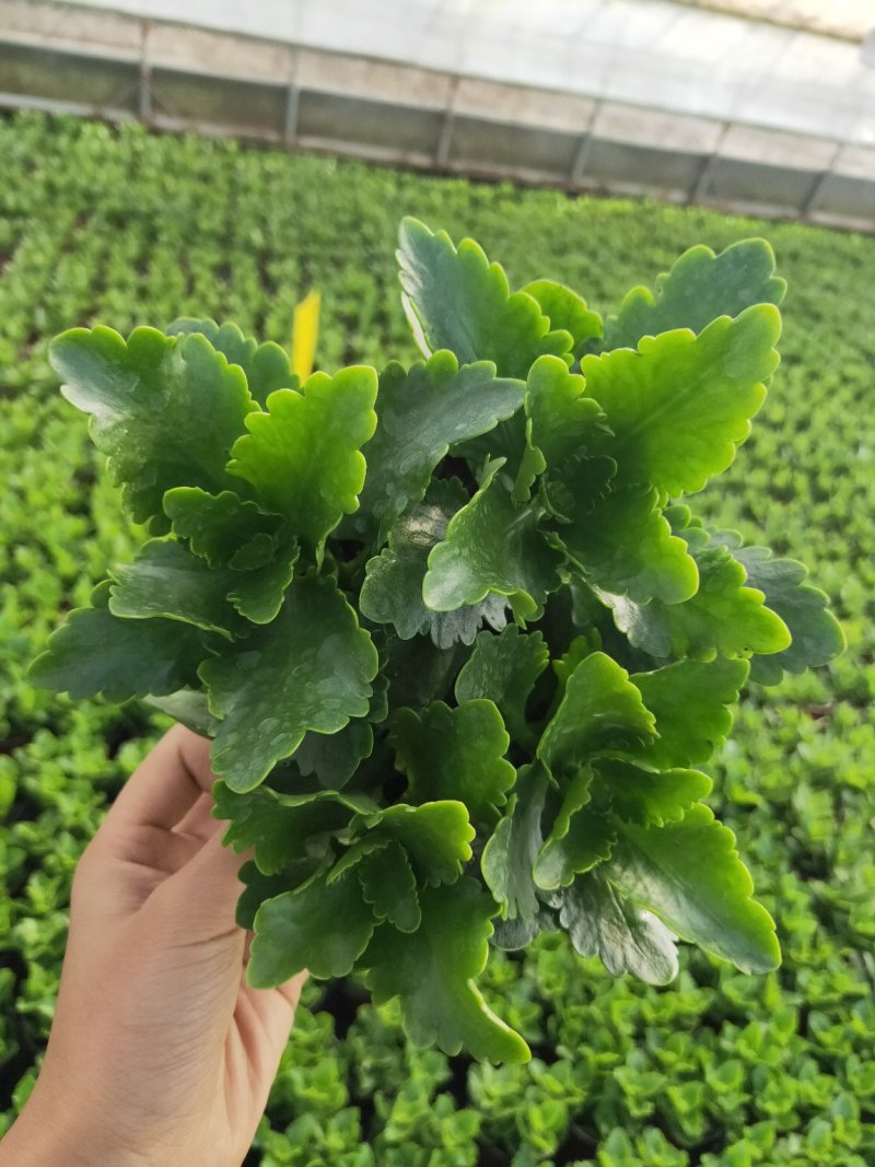 长寿花