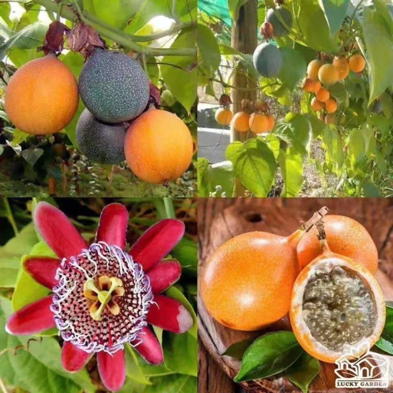 【正品苗】百香果苗西番莲苗香蕉百香果苗绿皮百香果绿皮
