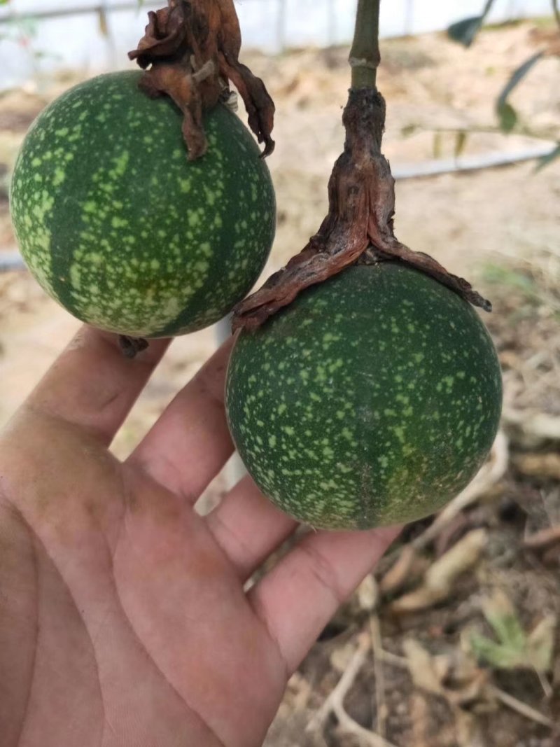 【正品苗】百香果苗西番莲苗香蕉百香果苗绿皮百香果绿皮