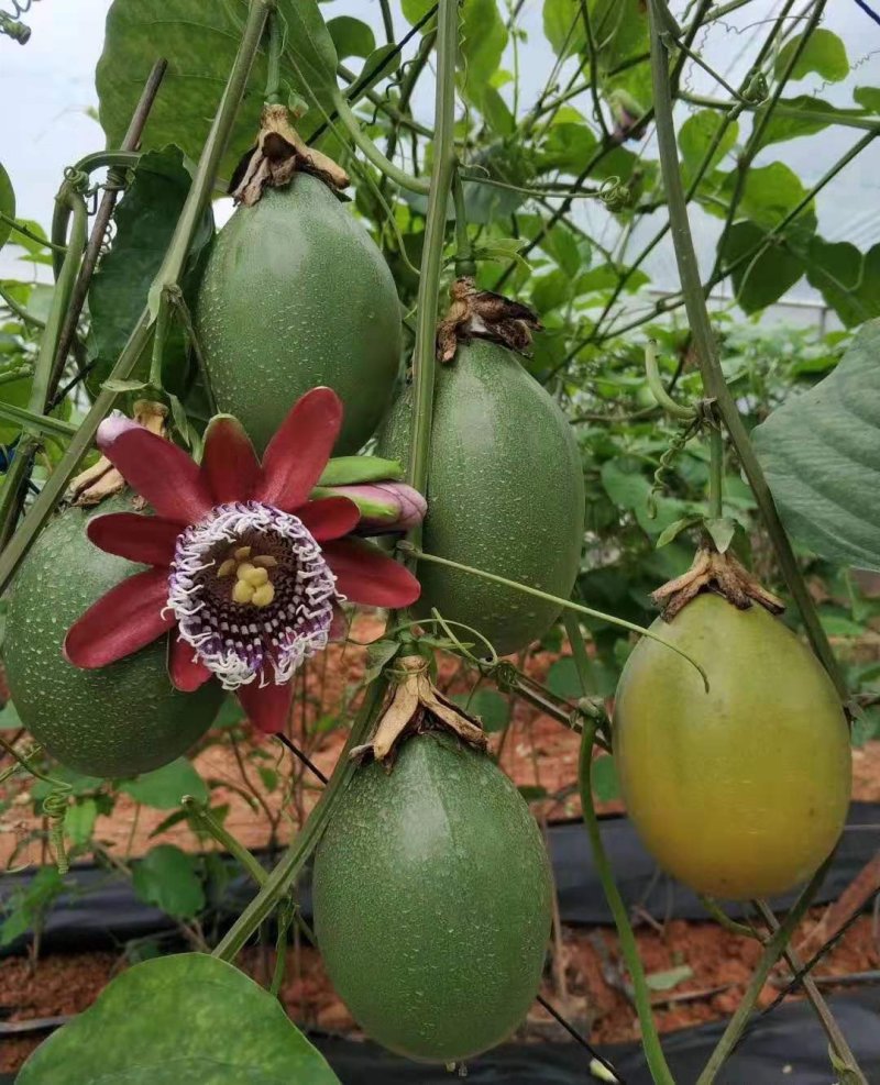 【正品苗】百香果苗西番莲苗香蕉百香果苗绿皮百香果绿皮