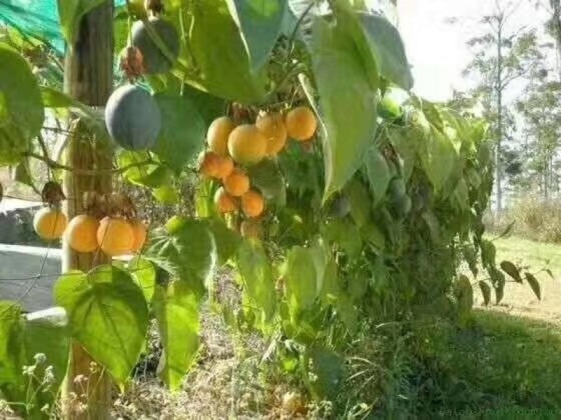【正品苗】百香果苗西番莲苗香蕉百香果苗绿皮百香果绿皮