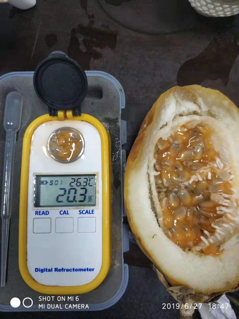【正品苗】百香果苗西番莲苗香蕉百香果苗绿皮百香果绿皮