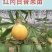 【正品苗】百香果苗西番莲苗香蕉百香果苗绿皮百香果绿皮