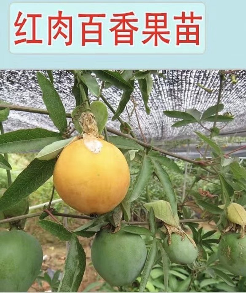 【正品苗】百香果苗西番莲苗香蕉百香果苗绿皮百香果绿皮