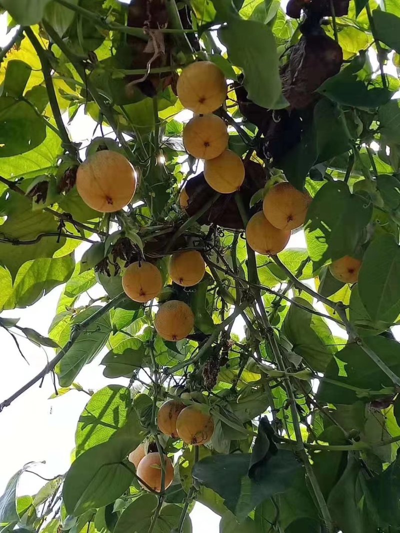 【正品苗】百香果苗西番莲苗香蕉百香果苗绿皮百香果绿皮