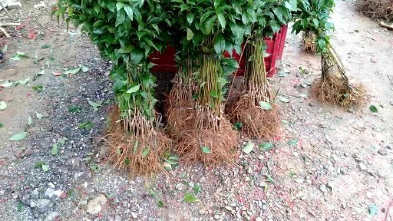 三华李苗广西桂林阳朔三月李苗包邮