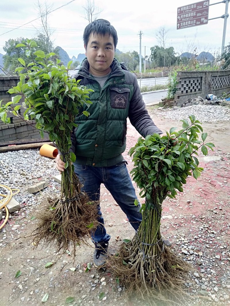 三华李苗广西桂林阳朔三月李苗包邮