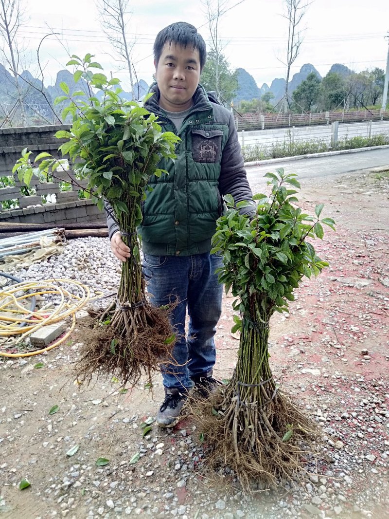 三华李苗广西桂林阳朔三月李苗包邮