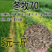 冬牧70黑麦草种子耐寒高产猪牛羊鸡鸭鱼鼠兔畜禽北方牧草