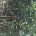 091无核沃柑地苗、杯苗,