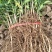 小叶香橙苗，枳橙苗，纽荷尔脐橙苗，苗子粗根须好，现挖现发