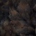 青脚麻鸡苗脱温苗500克以上通货