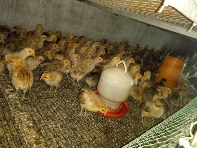 青脚麻鸡苗脱温苗500克以上通货
