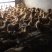 青脚麻鸡苗脱温苗500克以上通货