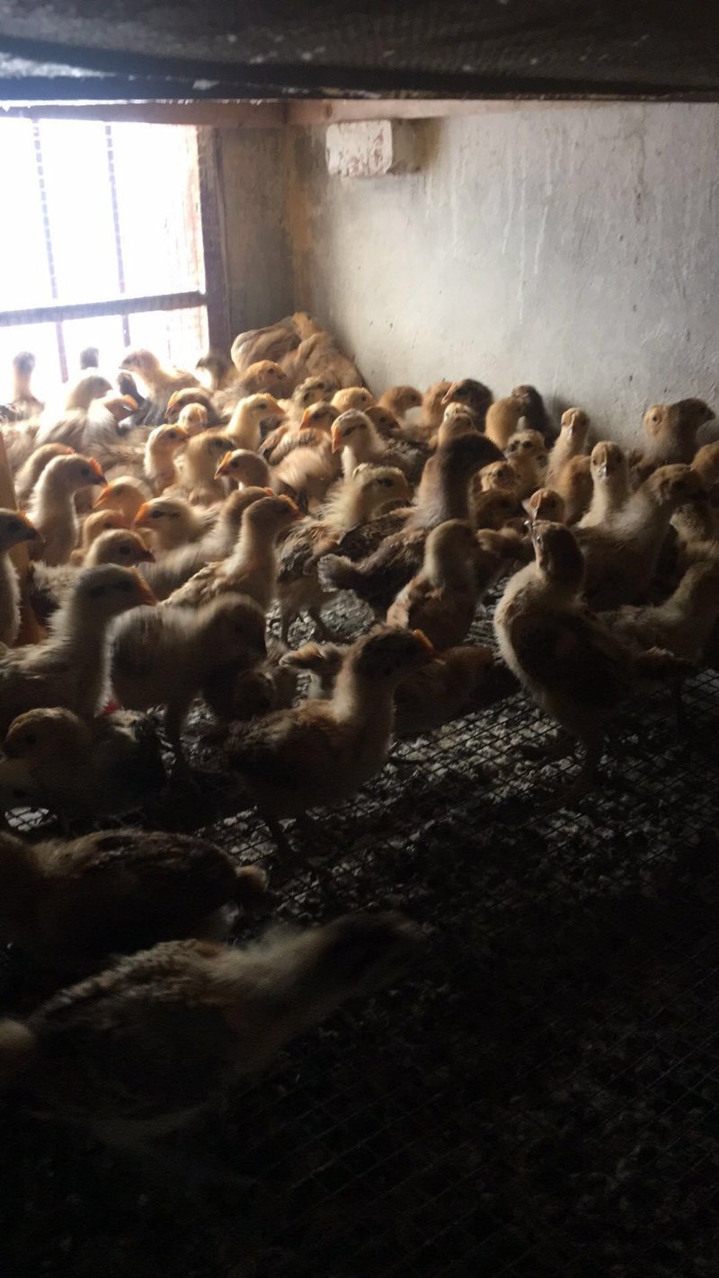 青脚麻鸡苗脱温苗500克以上通货