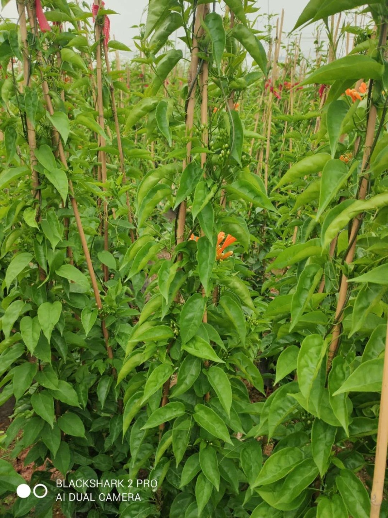 炮仗花，爬藤植物，大量现货