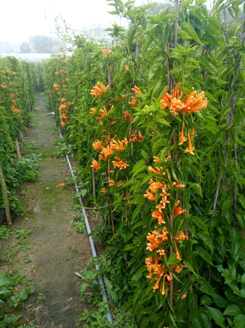 炮仗花，爬藤植物，大量现货