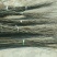 大红袍板栗苗泰山板栗苗品种纯正，山东板栗苗育苗基地