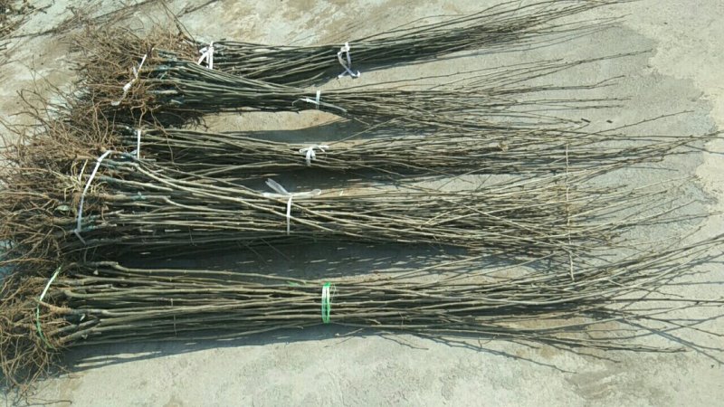 大红袍板栗苗泰山板栗苗品种纯正，山东板栗苗育苗基地