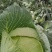 莲花白，松包，软包，大头菜，扁包菜，铁头菜，甘南